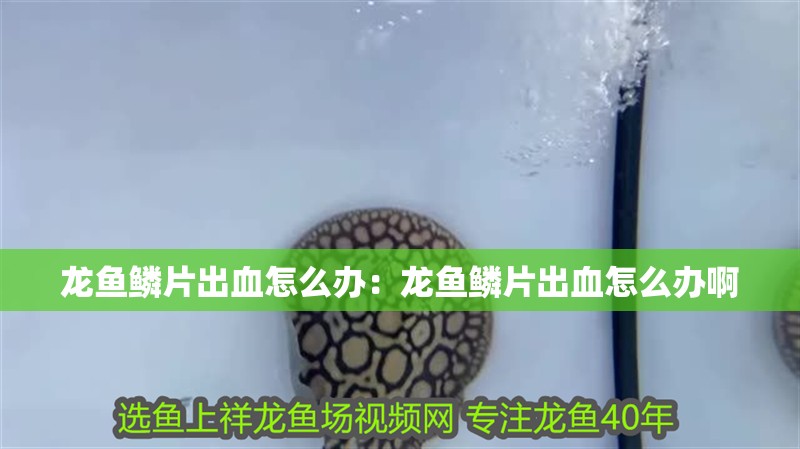 龍魚鱗片出血怎么辦:龍魚鱗片出血怎么辦啊 水族問答 龍魚鱗片出血怎么辦:龍魚鱗片出血怎么辦啊 龍魚鱗片出血怎么辦:龍魚鱗片出血怎么辦啊 水族問答