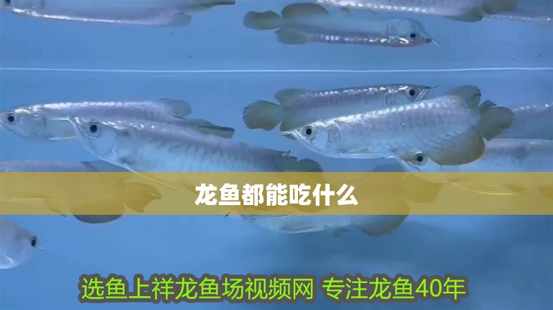 龍魚都能吃什么