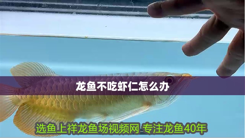 龍魚不吃蝦仁怎么辦