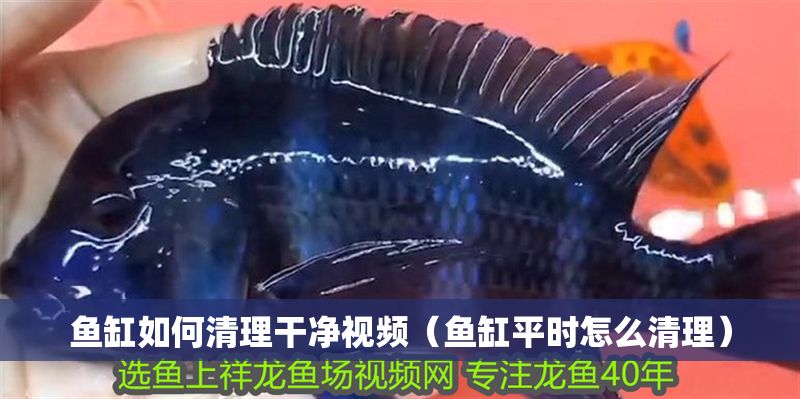 魚缸如何清理干凈視頻（魚缸平時怎么清理） 魚缸如何清理干凈視頻（魚缸平時怎么清理） 龍魚百科 第1張