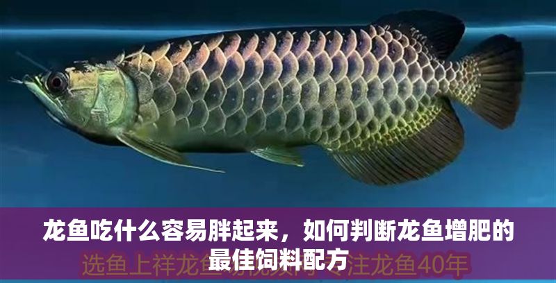 龍魚吃什么容易胖起來，如何判斷龍魚增肥的最佳飼料配方