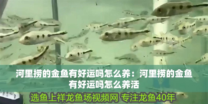河里撈的金魚有好運嗎怎么養：河里撈的金魚有好運嗎怎么養活 河里撈的金魚有好運嗎怎么養：河里撈的金魚有好運嗎怎么養活 龍魚百科 第1張