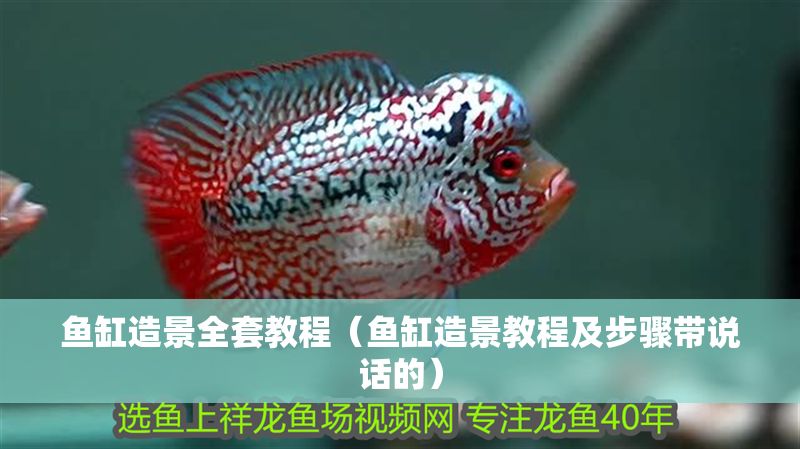 魚缸造景全套教程（魚缸造景教程及步驟帶說話的） 魚缸造景全套教程（魚缸造景教程及步驟帶說話的） 龍魚百科 第1張