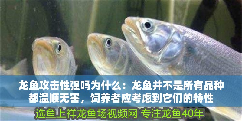 龍魚攻擊性強嗎為什么：龍魚并不是所有品種都溫順無害，飼養者應考慮到它們的特性 龍魚攻擊性強嗎為什么：龍魚并不是所有品種都溫順無害，飼養者應考慮到它們的特性 龍魚百科 第2張