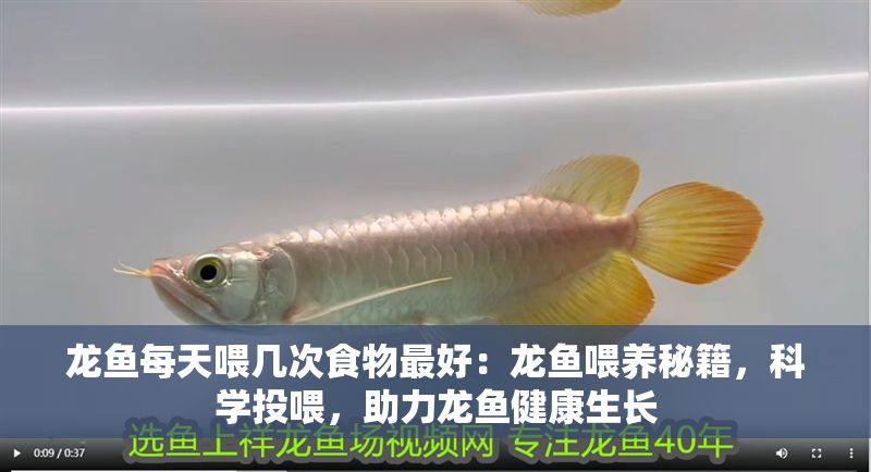 龍魚每天喂幾次食物最好：龍魚喂養(yǎng)秘籍，科學投喂，助力龍魚健康生長