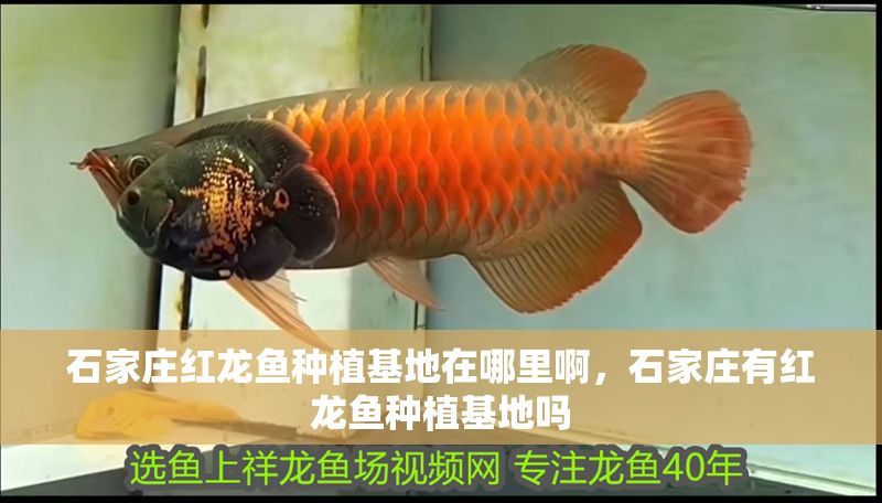 石家莊紅龍魚種植基地在哪里啊，石家莊有紅龍魚種植基地嗎