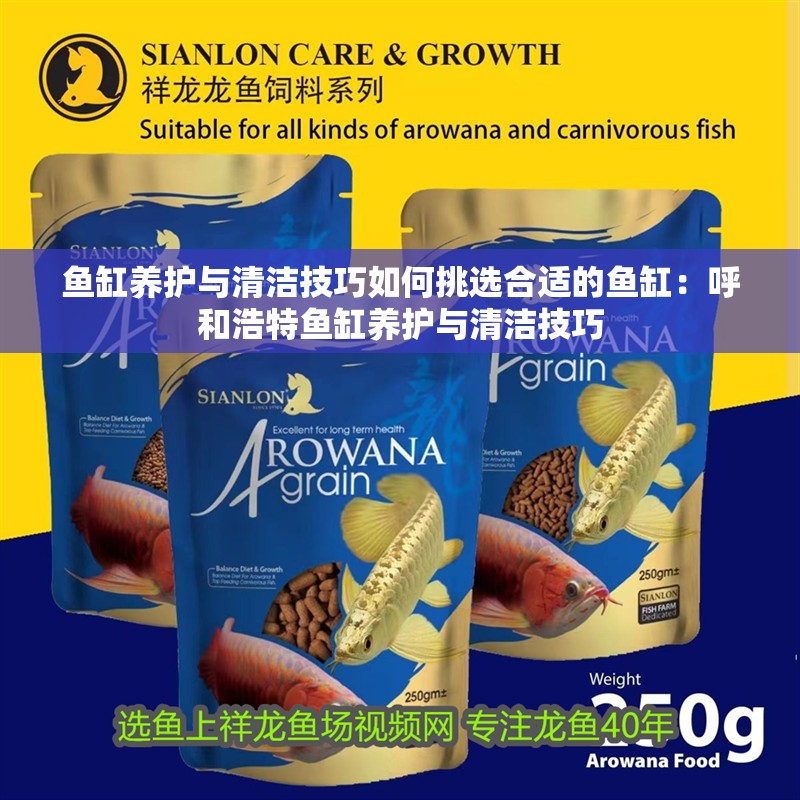 龍魚怕什么 魚缸養護與清潔技巧如何挑選合適的魚缸:呼和浩特魚缸養護與清潔技巧 魚缸百科 魚缸養護與清潔技巧如何挑選合適的魚缸:呼和浩特魚缸養護與清潔技巧 魚缸養護與清潔技巧如何挑選合適的魚缸:呼和浩特魚缸養護與清潔技巧 魚缸百科