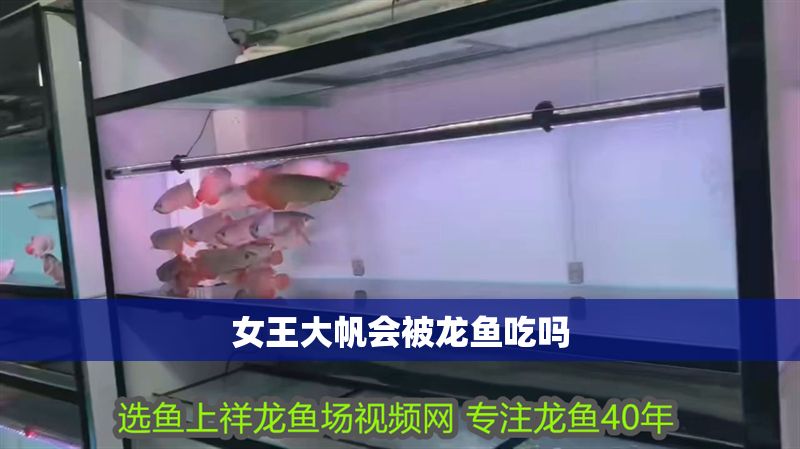 女王大帆會被龍魚吃嗎 龍魚百科 第2張 女王大帆會被龍魚吃嗎 女王大帆會被龍魚吃嗎 龍魚百科 第2張