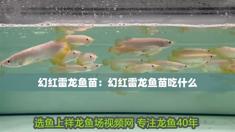 幻紅雷龍魚苗：幻紅雷龍魚苗吃什么 幻紅雷龍魚苗：幻紅雷龍魚苗吃什么 水族問答