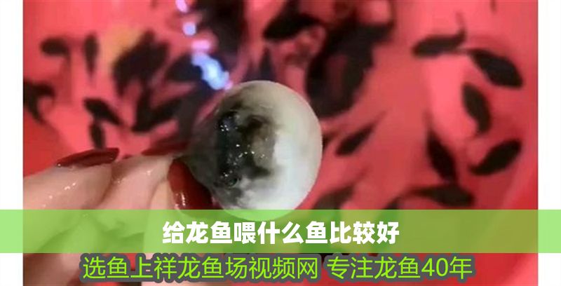 給龍魚喂什么魚比較好 給龍魚喂什么魚比較好 龍魚百科 第1張