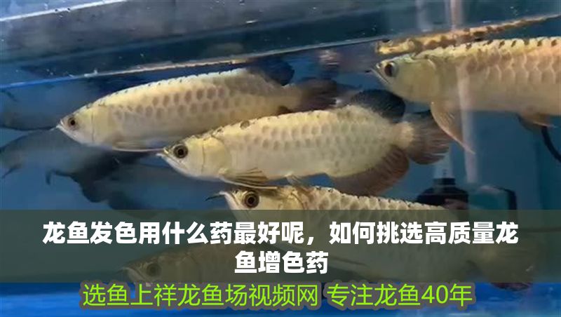 龍魚發色用什么藥最好呢，如何挑選高質量龍魚增色藥