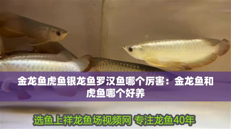 金龍魚(yú)虎魚(yú)銀龍魚(yú)羅漢魚(yú)哪個(gè)厲害：金龍魚(yú)和虎魚(yú)哪個(gè)好養(yǎng)