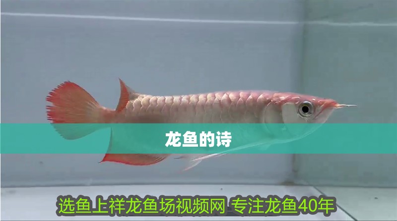 龍魚的詩