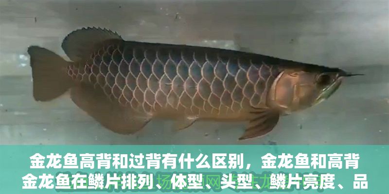 金龍魚高背和過背有什么區(qū)別，金龍魚和高背金龍魚在鱗片排列、體型、頭型、鱗片亮度、品種鑒賞技巧