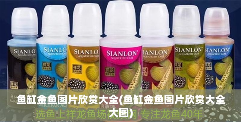 魚缸金魚圖片欣賞大全(魚缸金魚圖片欣賞大全大圖) 魚缸金魚圖片欣賞大全(魚缸金魚圖片欣賞大全大圖) 龍魚百科 第1張