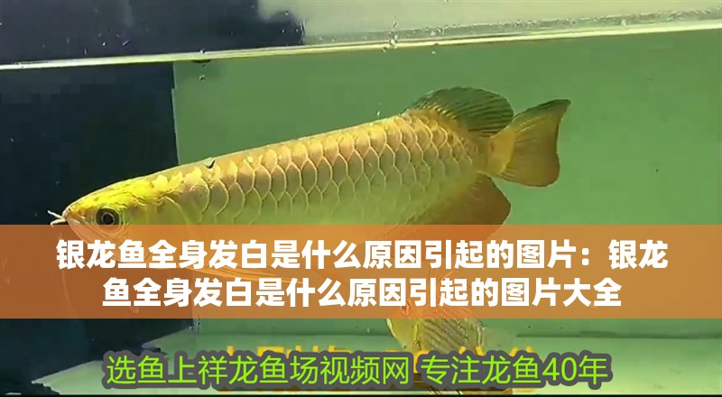銀龍魚全身發(fā)白是什么原因引起的圖片：銀龍魚全身發(fā)白是什么原因引起的圖片大全