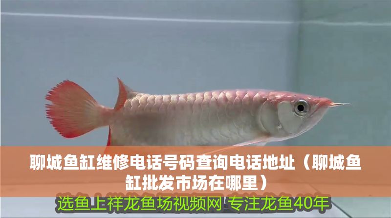 聊城魚缸維修電話號碼查詢電話地址（聊城魚缸批發市場在哪里） 聊城魚缸維修電話號碼查詢電話地址（聊城魚缸批發市場在哪里） 龍魚百科 第1張