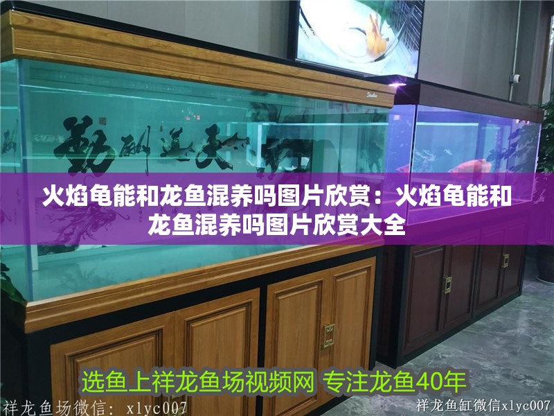 火焰龜能和龍魚混養嗎圖片欣賞：火焰龜能和龍魚混養嗎圖片欣賞大全