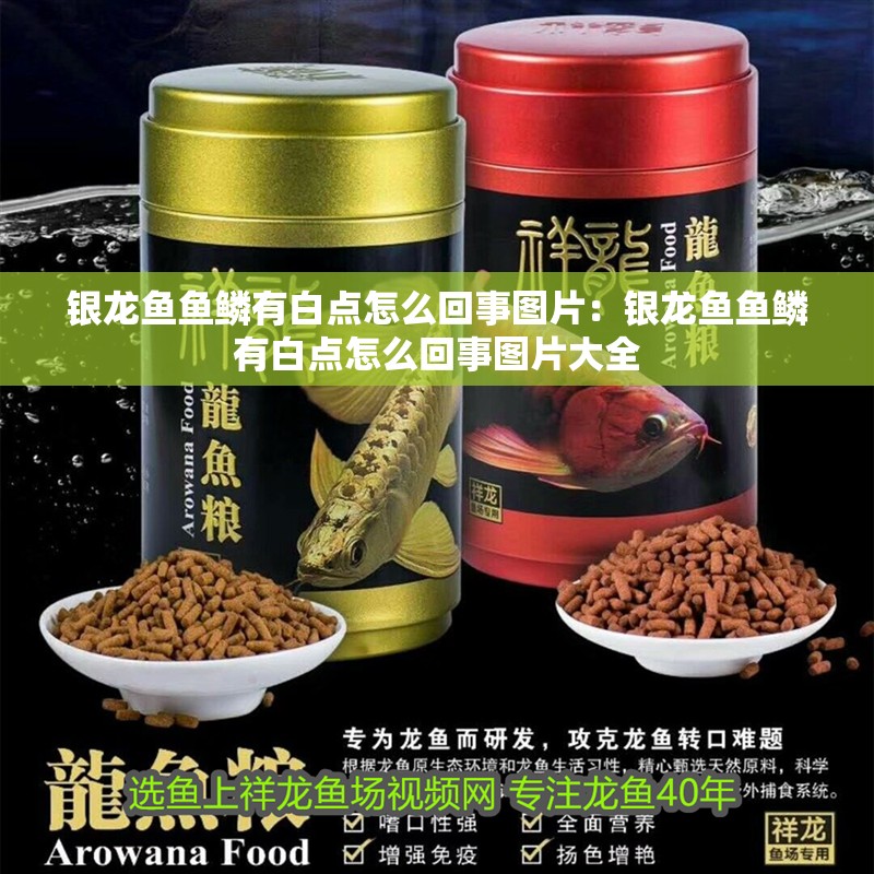 銀龍魚魚鱗有白點(diǎn)怎么回事圖片：銀龍魚魚鱗有白點(diǎn)怎么回事圖片大全 銀龍魚魚鱗有白點(diǎn)怎么回事圖片：銀龍魚魚鱗有白點(diǎn)怎么回事圖片大全 水族問(wèn)答