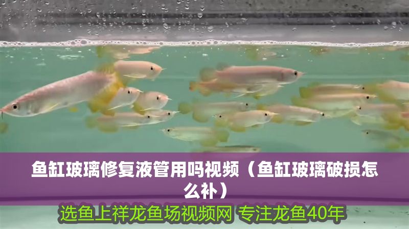 魚缸玻璃修復液管用嗎視頻（魚缸玻璃破損怎么補）