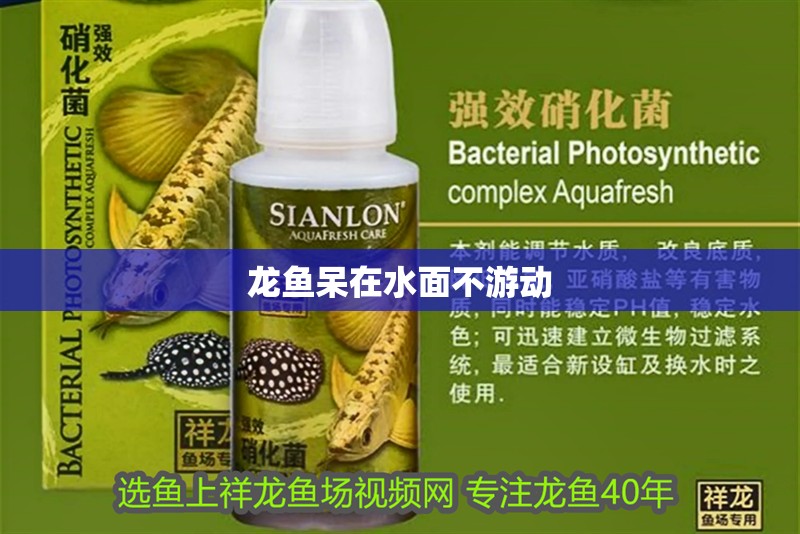 龍魚呆在水面不游動(dòng)