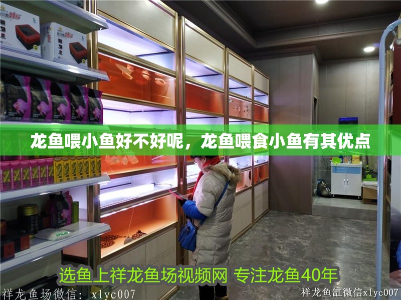 龍魚喂小魚好不好呢，龍魚喂食小魚有其優點