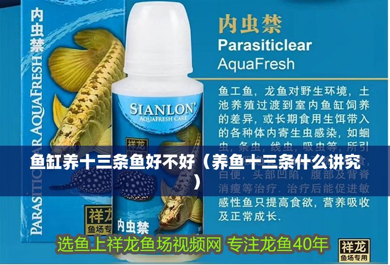 魚缸養十三條魚好不好（養魚十三條什么講究）