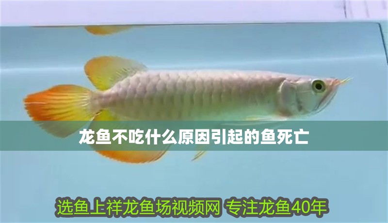 龍魚不吃什么原因引起的魚死亡