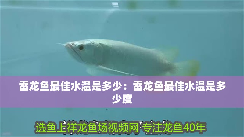 雷龍魚最佳水溫是多少：雷龍魚最佳水溫是多少度