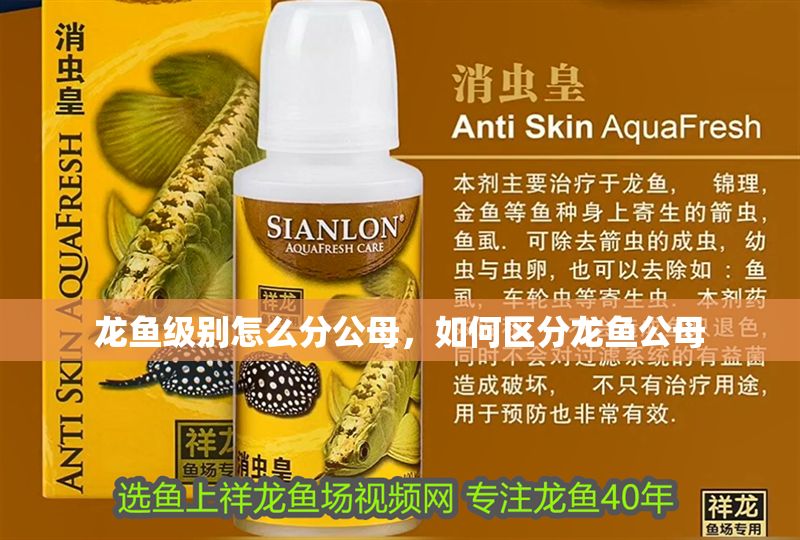 龍魚級別怎么分公母,如何區分龍魚公母 龍魚百科 第2張 龍魚級別怎么分公母,如何區分龍魚公母 龍魚級別怎么分公母,如何區分龍魚公母 龍魚百科 第2張