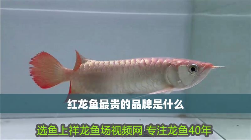紅龍魚最貴的品牌是什么