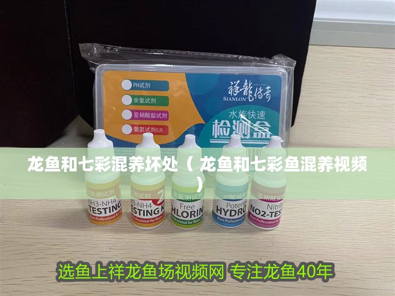 龍魚和七彩混養壞處（ 龍魚和七彩魚混養視頻）