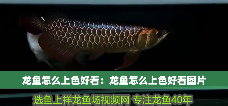 龍魚怎么上色好看：龍魚怎么上色好看圖片