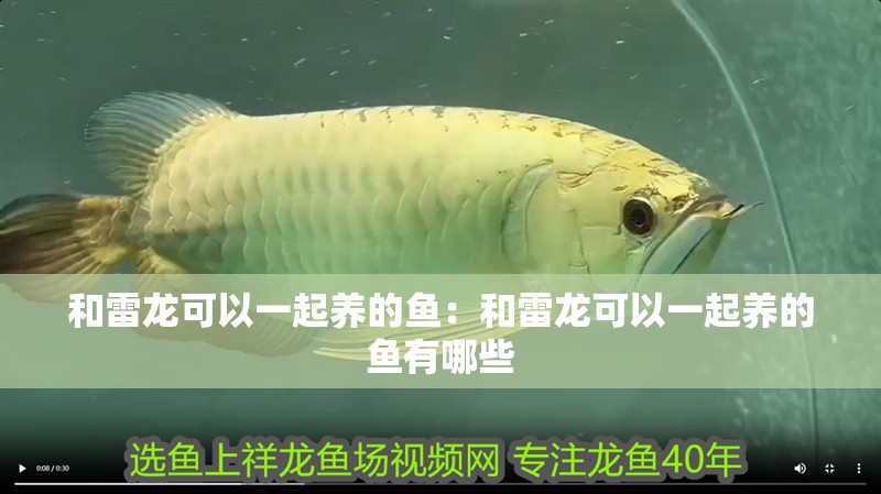 和雷龍可以一起養的魚：和雷龍可以一起養的魚有哪些 和雷龍可以一起養的魚：和雷龍可以一起養的魚有哪些 龍魚百科 第2張