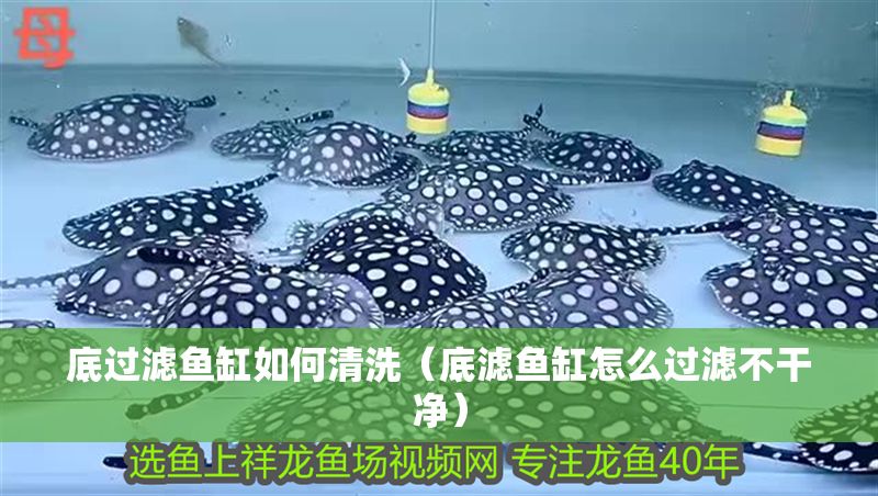底過濾魚缸如何清洗（底濾魚缸怎么過濾不干凈） 底過濾魚缸如何清洗（底濾魚缸怎么過濾不干凈） 龍魚百科 第1張