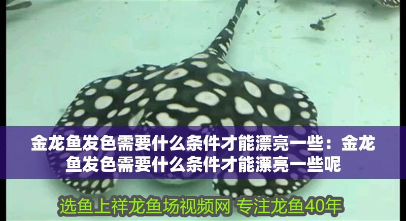 金龍魚發色需要什么條件才能漂亮一些：金龍魚發色需要什么條件才能漂亮一些呢 金龍魚發色需要什么條件才能漂亮一些：金龍魚發色需要什么條件才能漂亮一些呢 水族問答