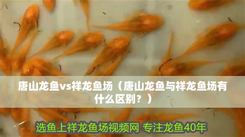 唐山龍魚vs祥龍魚場（唐山龍魚與祥龍魚場有什么區別？）