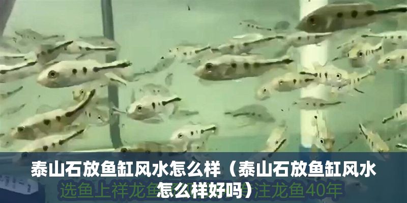 泰山石放魚缸風水怎么樣（泰山石放魚缸風水怎么樣好嗎）
