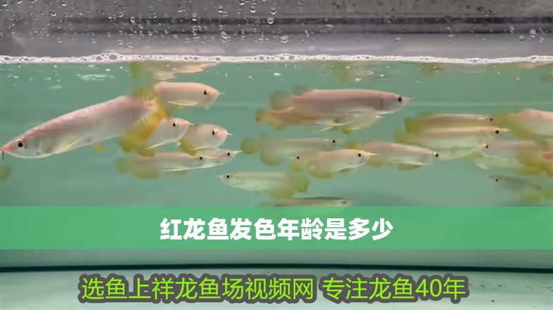 紅龍魚發色年齡是多少