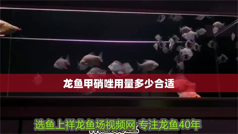 龍魚甲硝唑用量多少合適