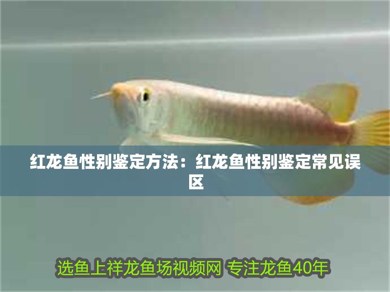 紅龍魚性別鑒定方法：紅龍魚性別鑒定常見誤區(qū)