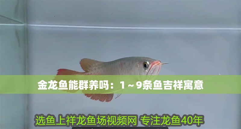 金龍魚能群養嗎：1～9條魚吉祥寓意 金龍魚能群養嗎：1～9條魚吉祥寓意 水族問答