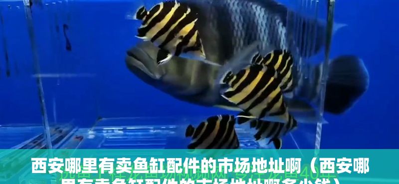 西安哪里有賣魚缸配件的市場地址啊（西安哪里有賣魚缸配件的市場地址啊多少錢）