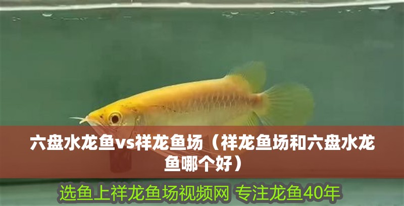 六盤水龍魚vs祥龍魚場（祥龍魚場和六盤水龍魚哪個好）