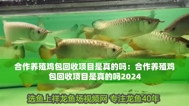 合作養(yǎng)殖雞包回收項(xiàng)目是真的嗎：合作養(yǎng)殖雞包回收項(xiàng)目是真的嗎2024 合作養(yǎng)殖雞包回收項(xiàng)目是真的嗎：合作養(yǎng)殖雞包回收項(xiàng)目是真的嗎2024 龍魚百科 第2張