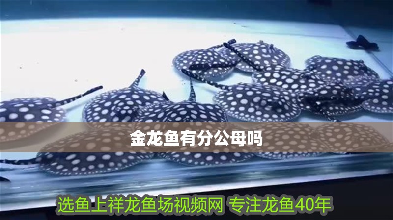 金龍魚(yú)有分公母嗎