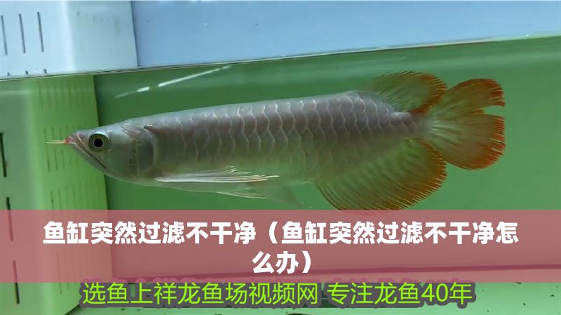 魚缸突然過濾不干凈（魚缸突然過濾不干凈怎么辦）