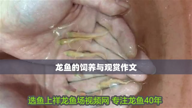 龍魚的飼養與觀賞作文