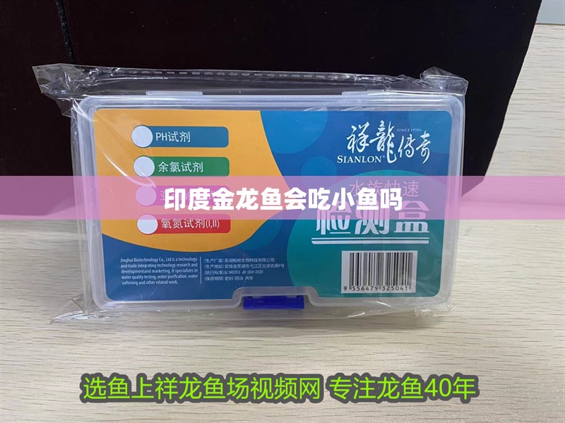 印度金龍魚會(huì)吃小魚嗎