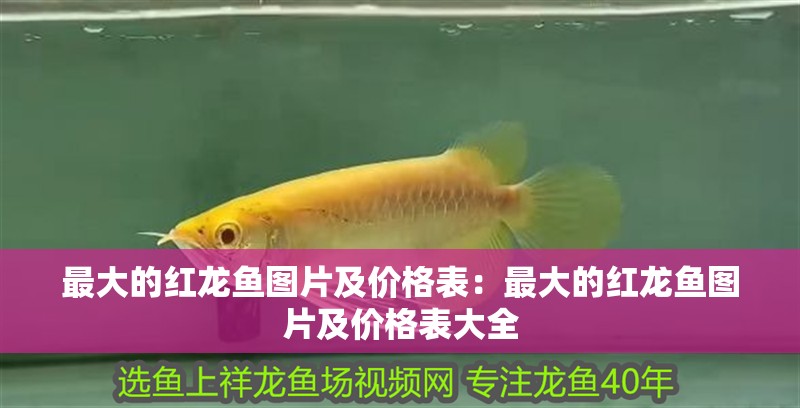 最大的紅龍魚圖片及價格表：最大的紅龍魚圖片及價格表大全